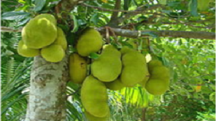 UHS's Jackfruit